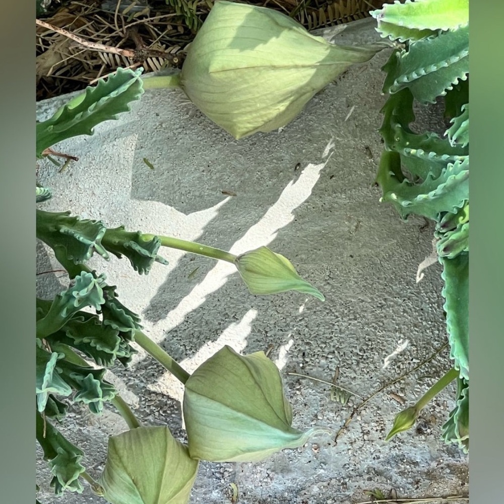 Star-Shaped Succulent - Stapelia Gigantea - Picture 10 of 11